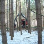 Each tree is completely processed at the stump by the harvester – felled, delimbed, and cut to length.